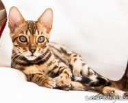 Bengal Kitten Hessen